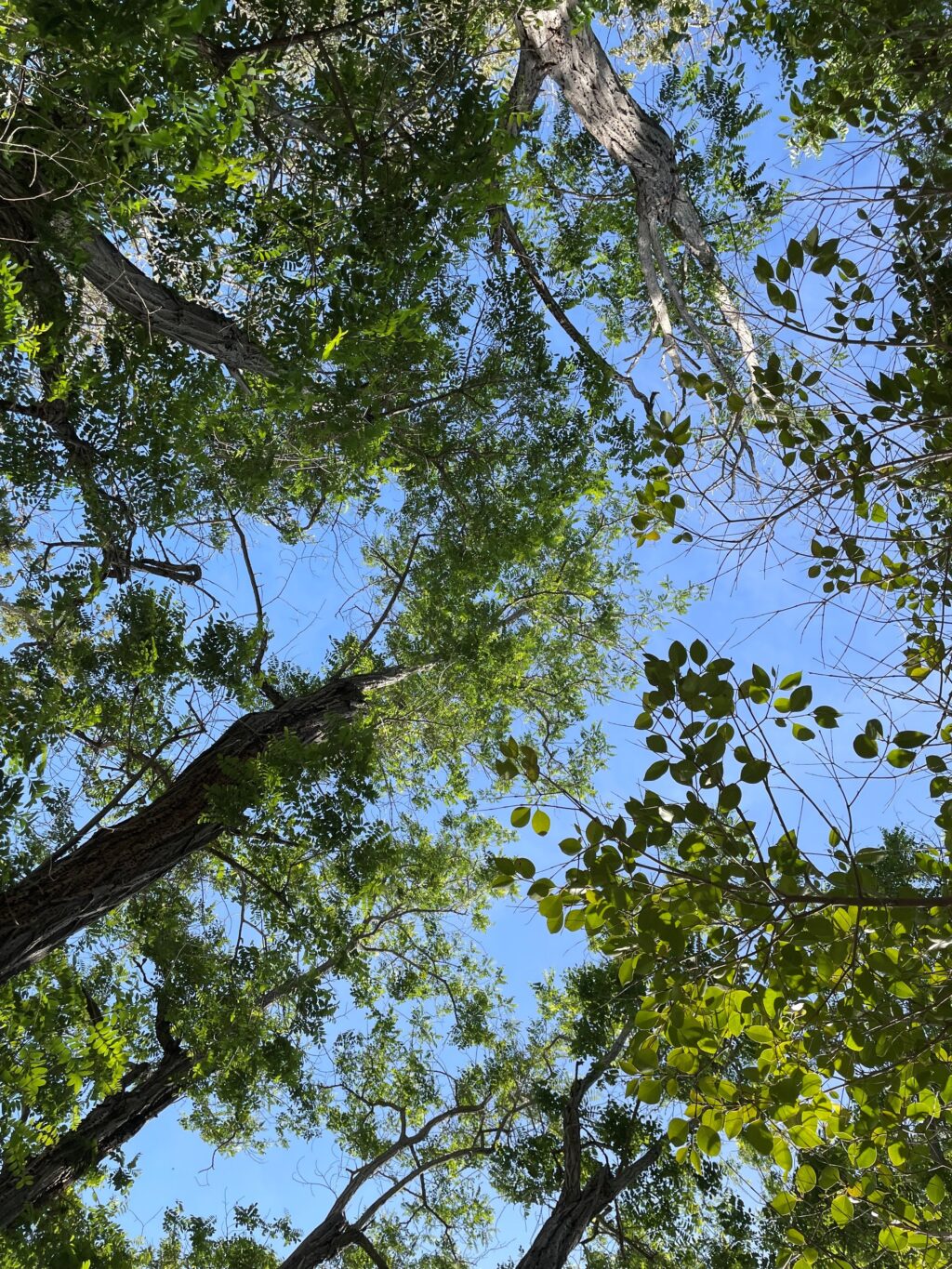 tree canopy