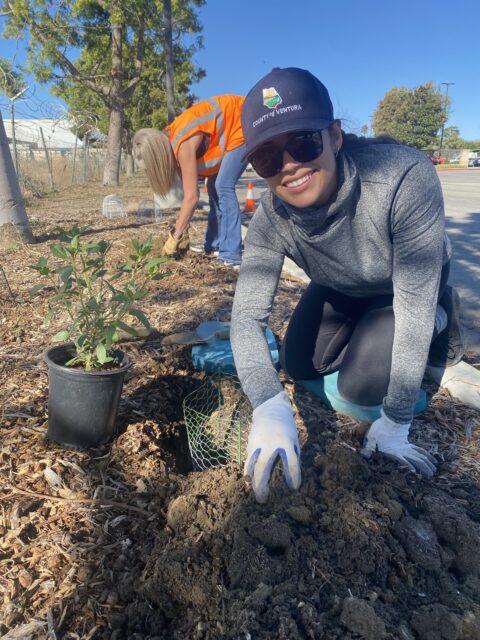 Sustainability staff planting pollinator plants with the Ventura County Resource Conservation District.